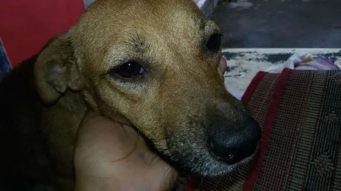 Cachorro ra a Vira-Lata idade 2 anos nome Gelinha