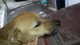 Gelinha