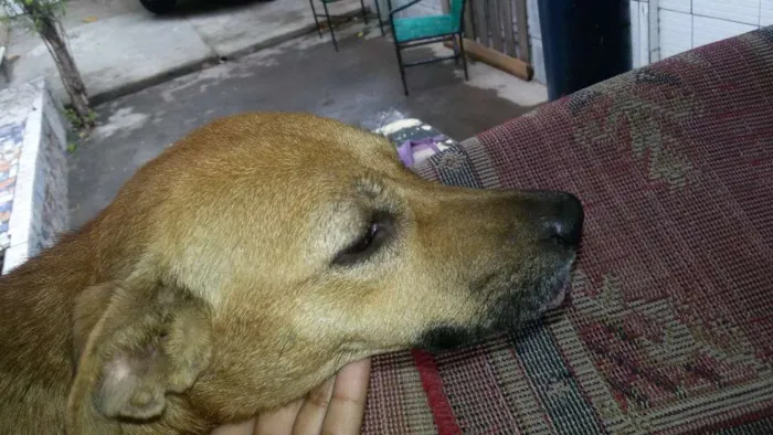 Cachorro ra a Vira-Lata idade 2 anos nome Gelinha