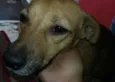 Gelinha