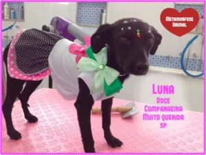 Cachorro raça SRD idade 7 a 11 meses nome Luna