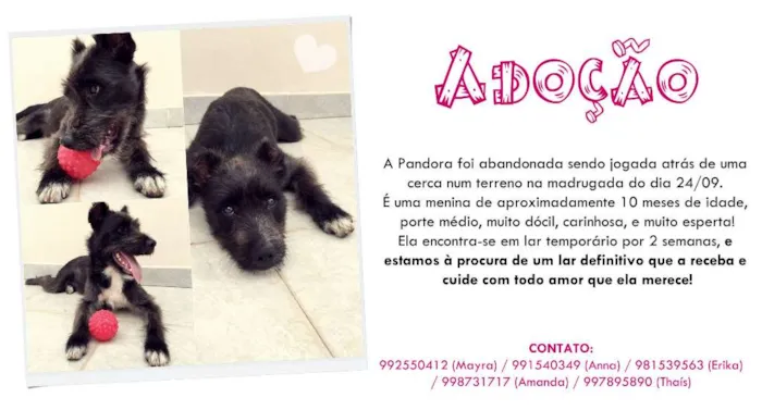 Cachorro ra a SRD idade 7 a 11 meses nome Pandora