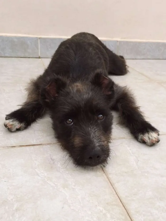 Cachorro ra a SRD idade 7 a 11 meses nome Pandora