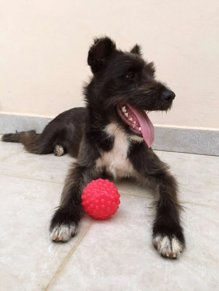 Cachorro ra a SRD idade 7 a 11 meses nome Pandora