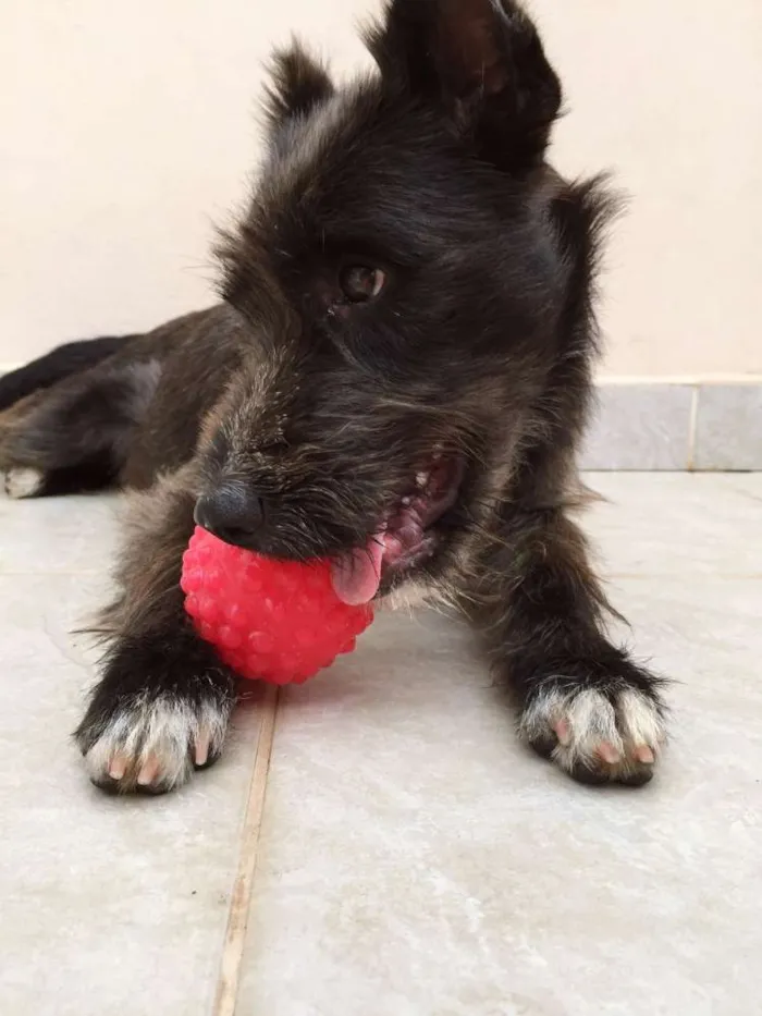 Cachorro ra a SRD idade 7 a 11 meses nome Pandora