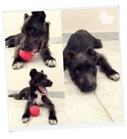 Cachorro ra a SRD idade 7 a 11 meses nome Pandora