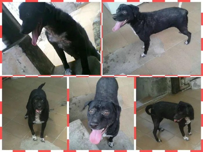 Cachorro ra a viralata idade 7 a 11 meses nome Pituca