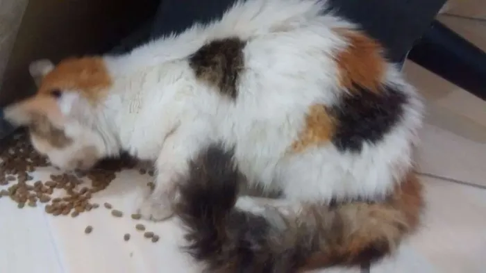 Gato ra a SRD idade 2 a 6 meses nome Mirra