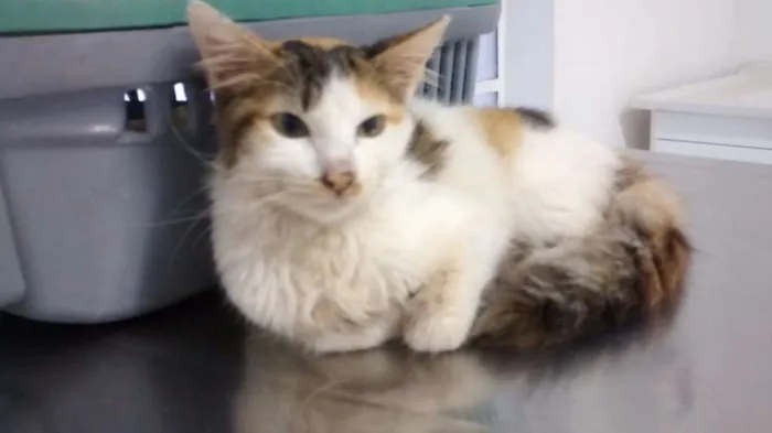 Gato ra a SRD idade 2 a 6 meses nome Mirra