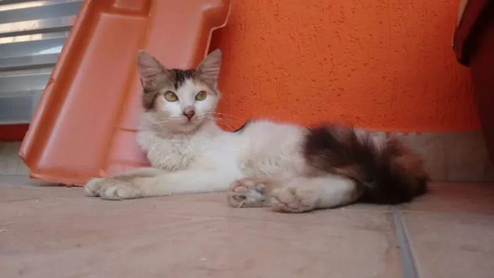 Gato ra a SRD idade 2 a 6 meses nome Mirra