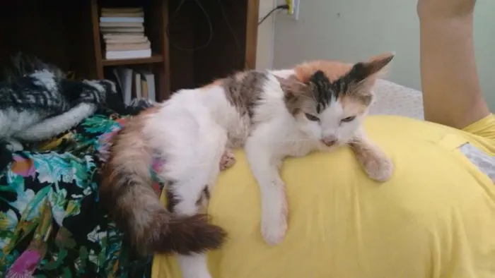 Gato ra a SRD idade 2 a 6 meses nome Mirra