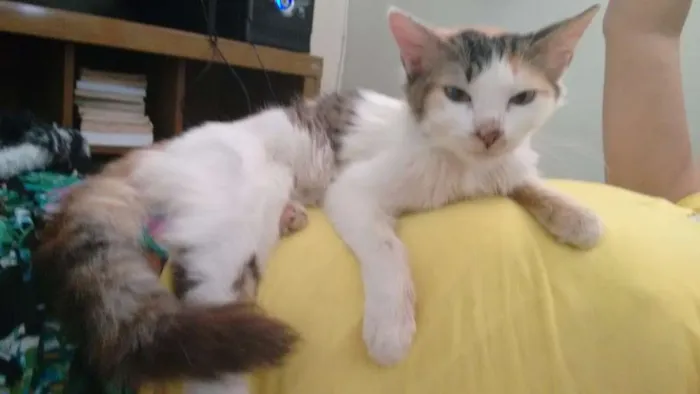 Gato ra a SRD idade 2 a 6 meses nome Mirra