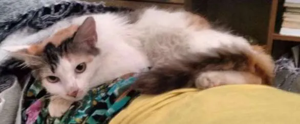 Gato ra a SRD idade 2 a 6 meses nome Mirra