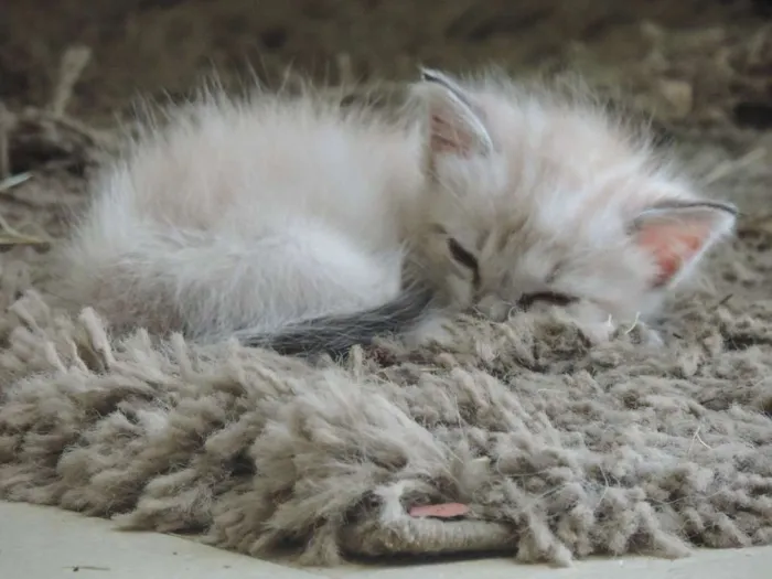 Gato ra a Srd idade Abaixo de 2 meses nome Recém nascida ainda