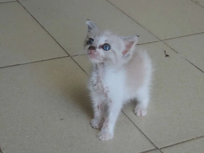 Gato ra a Srd idade Abaixo de 2 meses nome Recém nascida ainda