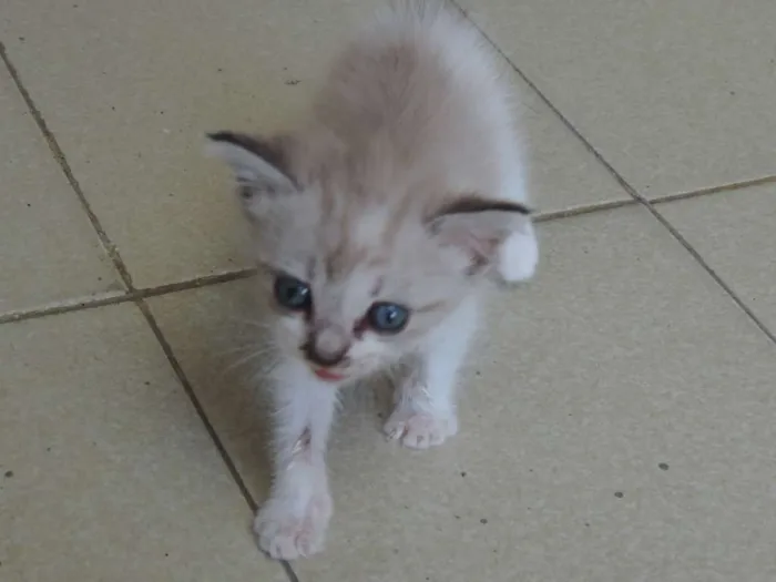 Gato ra a Srd idade Abaixo de 2 meses nome Recém nascida ainda