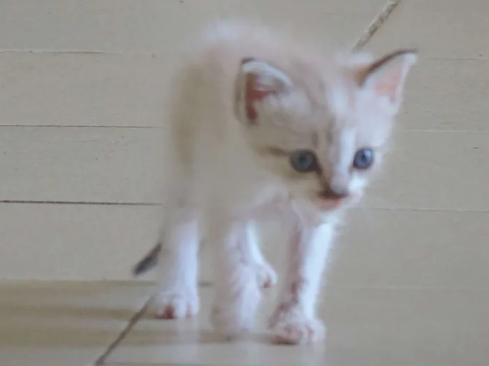 Gato ra a Srd idade Abaixo de 2 meses nome Recém nascida ainda