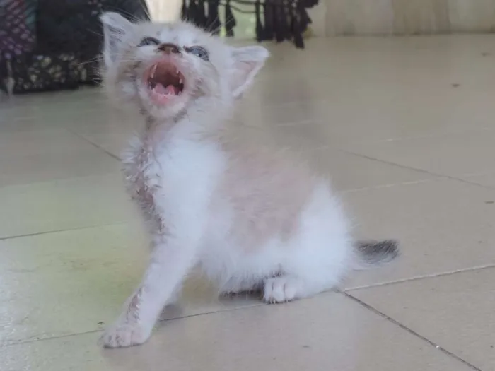 Gato ra a Srd idade Abaixo de 2 meses nome Recém nascida ainda