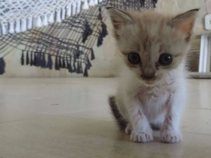 Gato ra a Srd idade Abaixo de 2 meses nome Recém nascida ainda