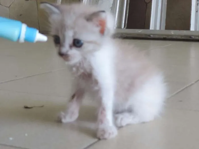 Gato ra a Srd idade Abaixo de 2 meses nome Recém nascida ainda