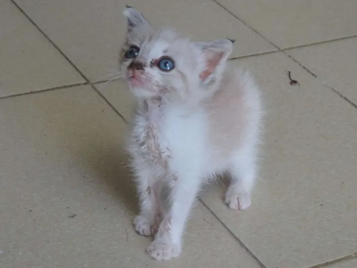Gato ra a Srd idade Abaixo de 2 meses nome Recém nascida ainda