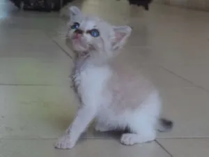 Gato raça Srd idade Abaixo de 2 meses nome Recém nascida ainda