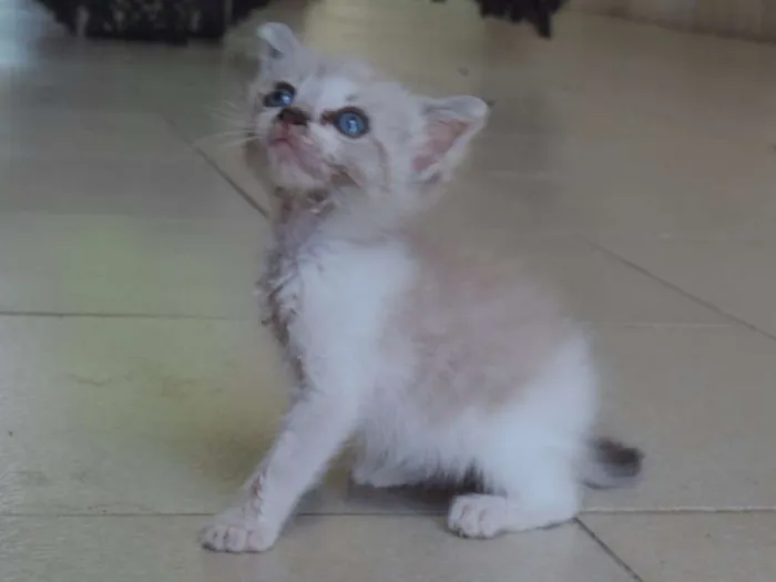 Gato ra a Srd idade Abaixo de 2 meses nome Recém nascida ainda