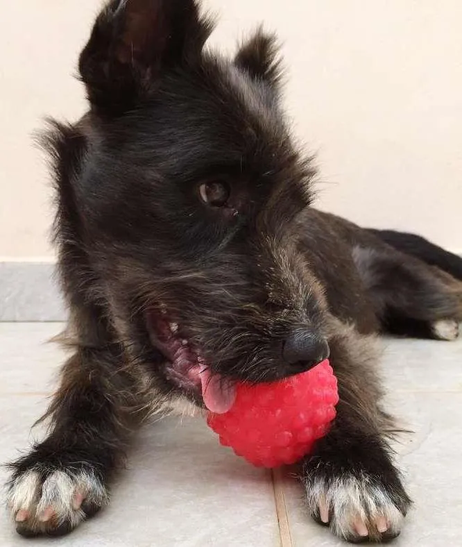 Cachorro ra a SRD idade 7 a 11 meses nome Pandora