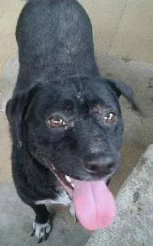 Cachorro raça viralata idade 7 a 11 meses nome Pituca