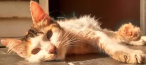 Gato raça SRD idade 2 a 6 meses nome Mirra