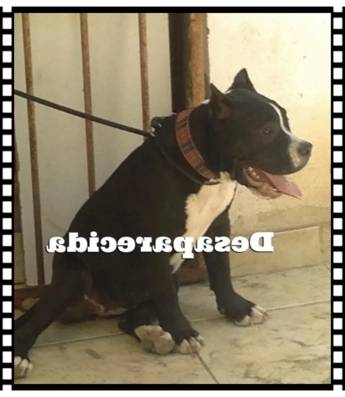 Cachorro ra a Pitbull idade 2 a 6 meses nome Kyra