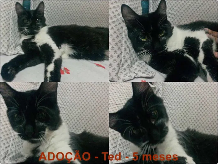 Gato ra a SRD idade 2 a 6 meses nome Ted