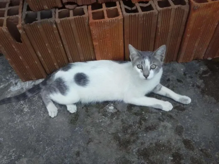 Gato raça  idade 7 a 11 meses nome Princess