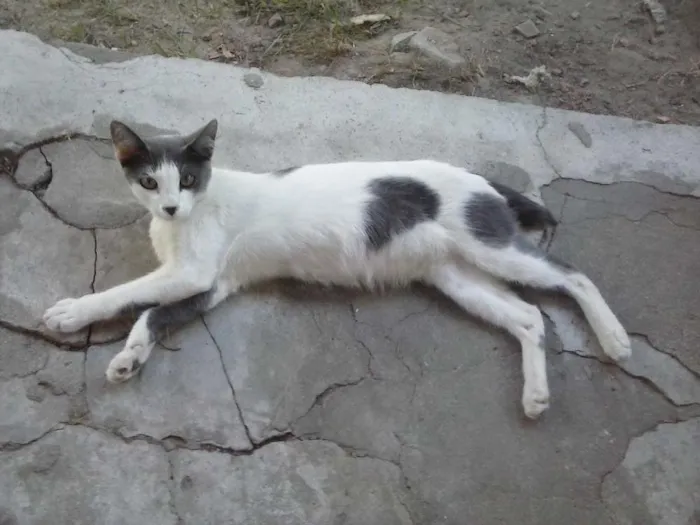 Gato raça  idade 7 a 11 meses nome Narizinho