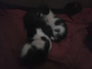Gato raça  idade Abaixo de 2 meses nome Não tem ainda