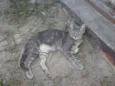 Cinzento