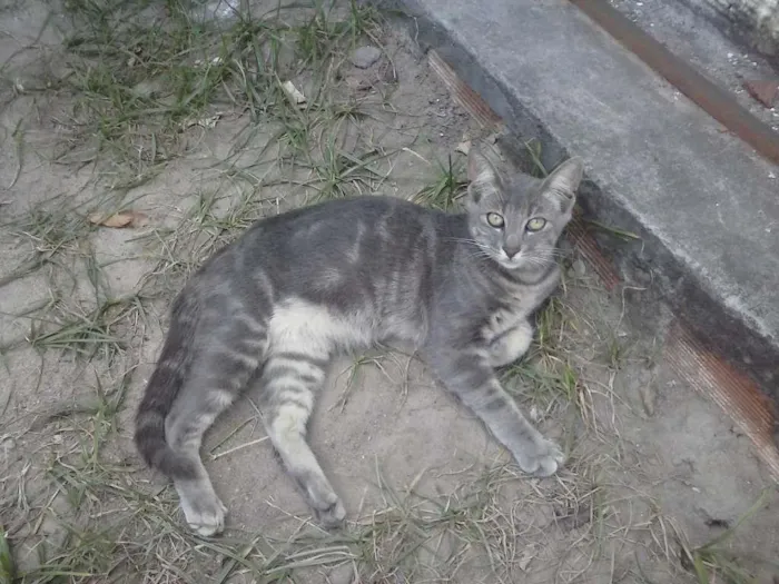 Gato raça  idade 7 a 11 meses nome Cinzento