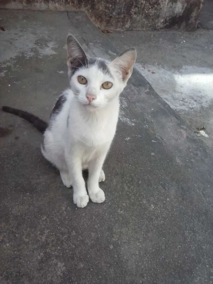 Gato raça  idade 7 a 11 meses nome Zell