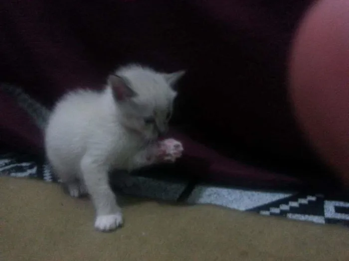 Gato ra a Siamês idade  nome Vários