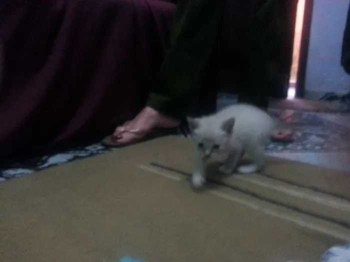 Gato ra a Siamês idade  nome Vários