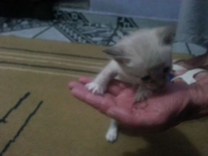 Gato ra a Siamês idade  nome Vários
