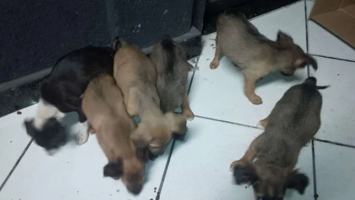 Cachorro raça nao sei  idade 2 a 6 meses nome sem nome