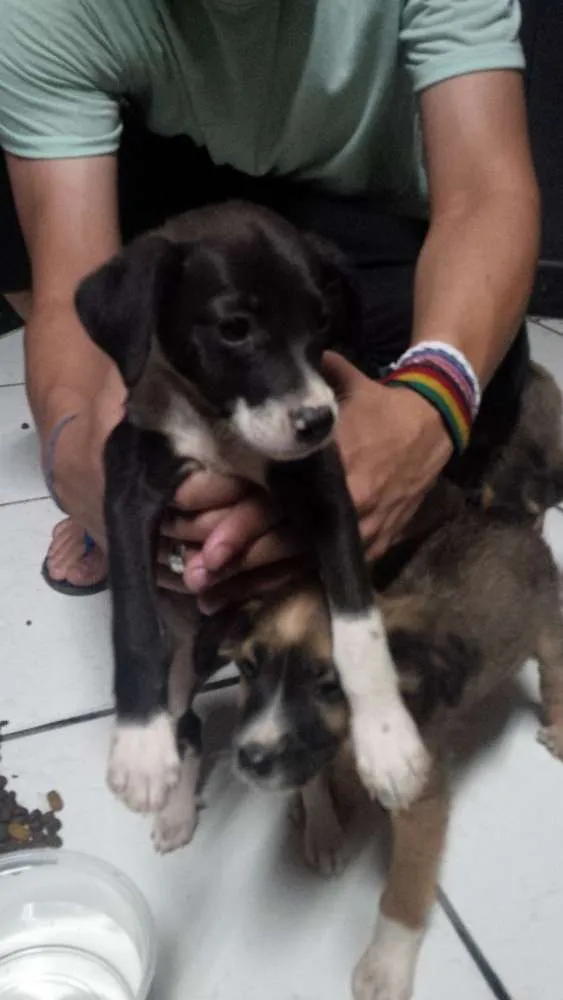 Cachorro raça nao sei  idade 2 a 6 meses nome sem nome