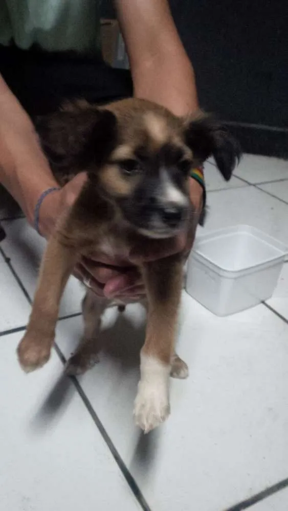 Cachorro raça nao sei  idade 2 a 6 meses nome sem nome