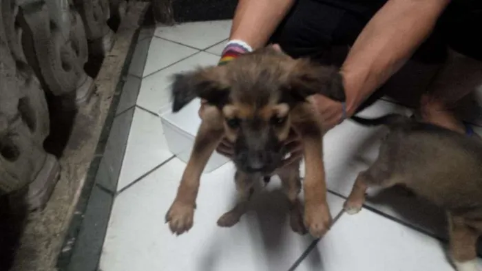 Cachorro raça nao sei  idade 2 a 6 meses nome sem nome