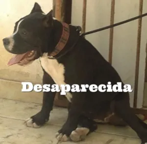 Cachorro raça Pitbull idade 2 a 6 meses nome Kyra
