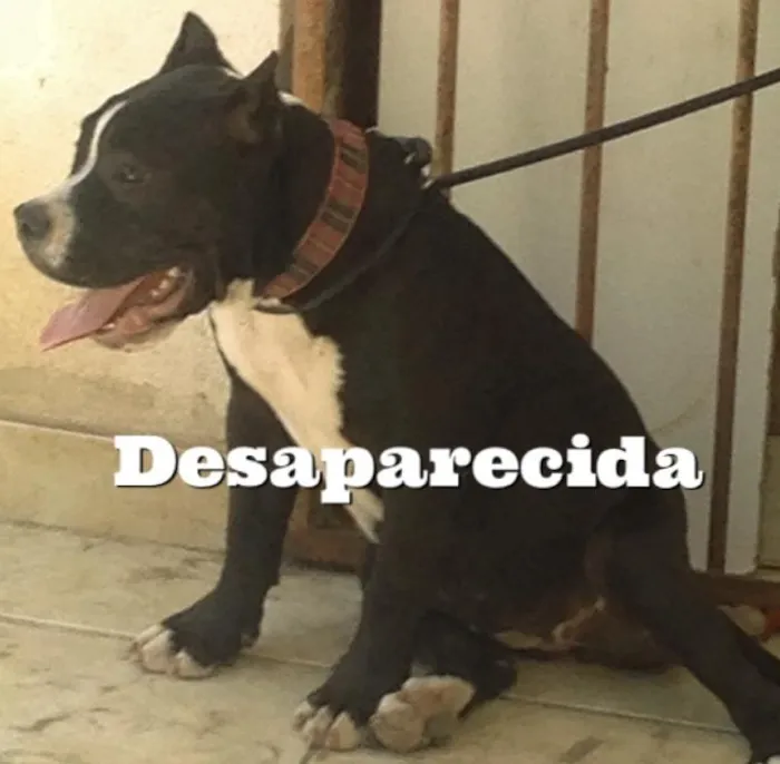 Cachorro ra a Pitbull idade 2 a 6 meses nome Kyra