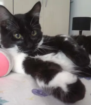 Gato raça SRD idade 2 a 6 meses nome Ted