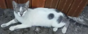 Gato raça  idade 7 a 11 meses nome Princess