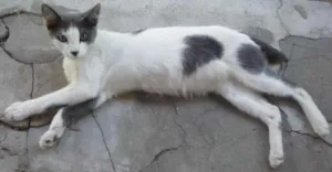 Gato raça  idade 7 a 11 meses nome Narizinho